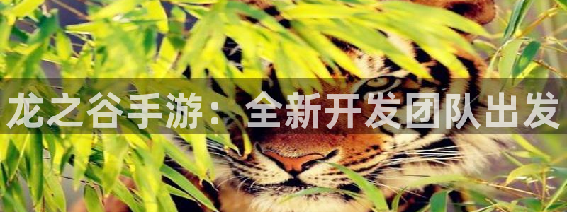 巅峰国际首页：龙之谷手游：全新开发团队出发